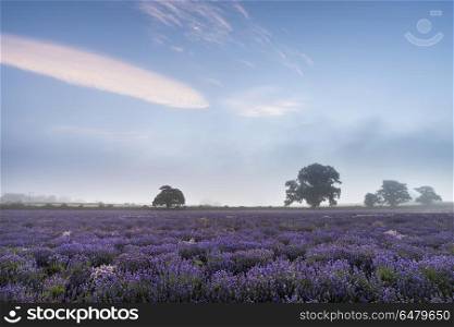Beautiful dramatic misty sunrise landscape over lavender field i. Stunning dramatic foggy sunrise landscape over lavender field in English countryside