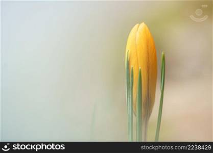 Beautiful dreamy scene with a little crocus at soft background at the end of the winter.. Crocuses flowers in spring photographed in fine art with soft focus