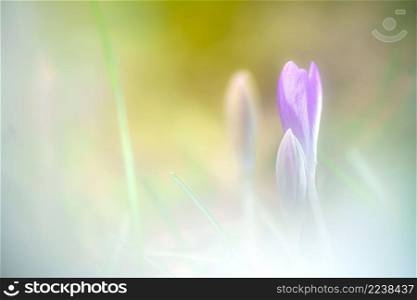 Beautiful dreamy scene with a little crocus at soft background at the end of the winter.. Crocuses flowers in spring photographed in fine art with soft focus