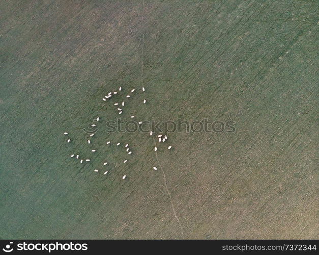 Beautiful drone aerial landscape image of Englsh countryside at sunrise in Spring over sheep in field