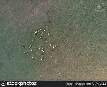 Beautiful drone aerial landscape image of Englsh countryside at sunrise in Spring over sheep in field