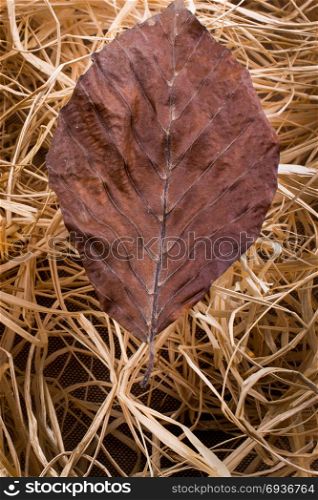 Beautiful dry autumn leaves placed on a straw background
