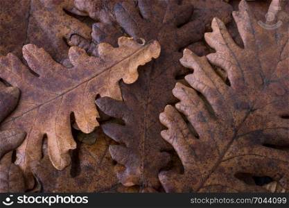 Beautiful dry leaves as an autumn background