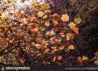 Beautiful dry leaves as an autumn background texture