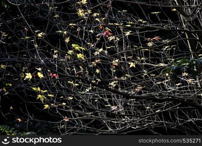 Beautiful dry leaves as an autumn background texture