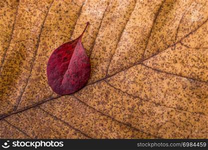 Beautiful dry leaves on as an autumn background