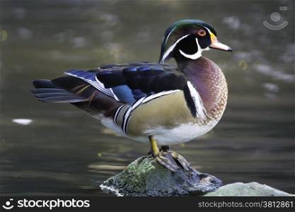 Beautiful duck, male Wood Duck (Aix sponsa), in portrait profile