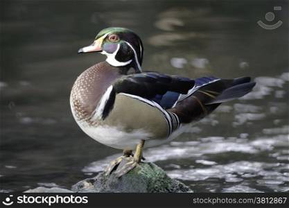 Beautiful duck, male Wood Duck (Aix sponsa), in portrait profile