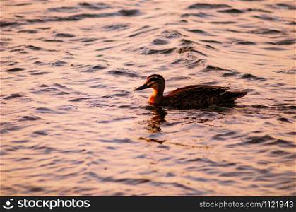 Beautiful duck swimming on the surface of the water