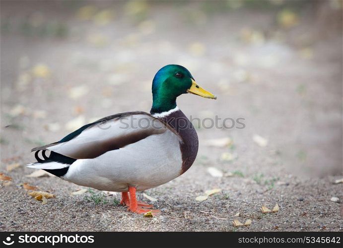 Beautiful duck with green face walking in a park
