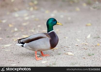 Beautiful duck with green face walking in a park