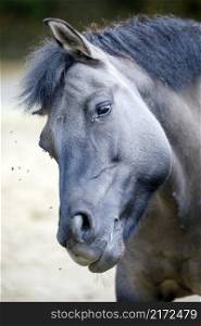 Beautiful Dulmen pony close-up portrait