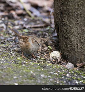 Beautiful Dunnock Prunella Modularis bird foraging on forest floor landscape