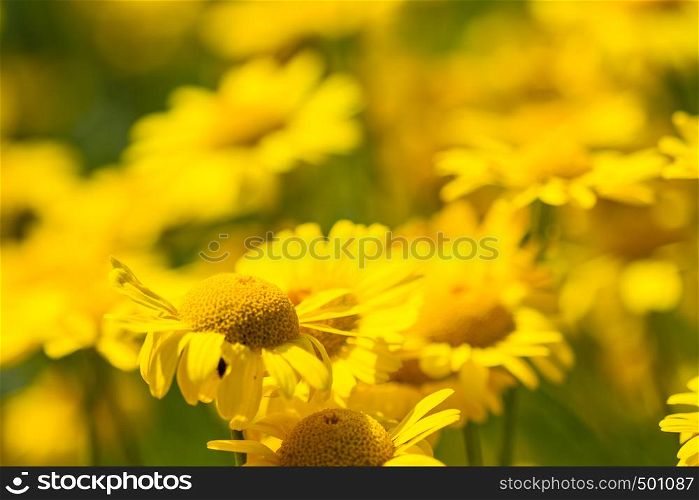 Beautiful dyer chamomile flowers in Burgundy natural background