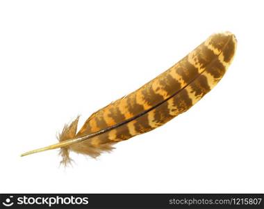 Beautiful eagle feather isolated on white background