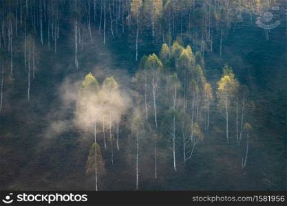 beautiful early autumn nature background foggy trees in the mountains