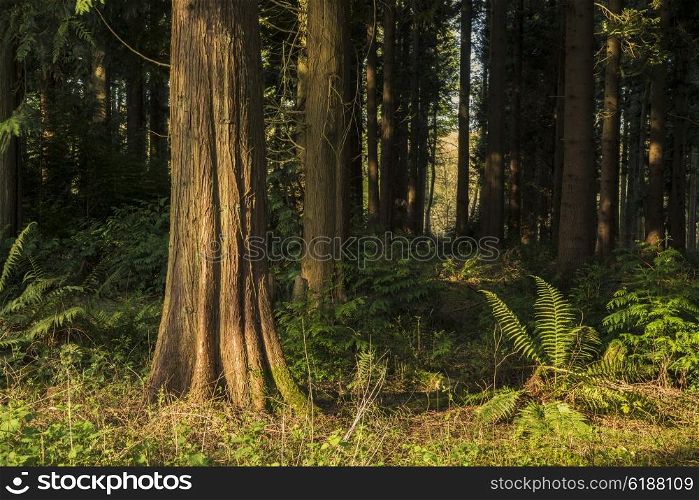 Beautiful early morning forest landscape in Spring with sunlight glow and contrast of light and dark