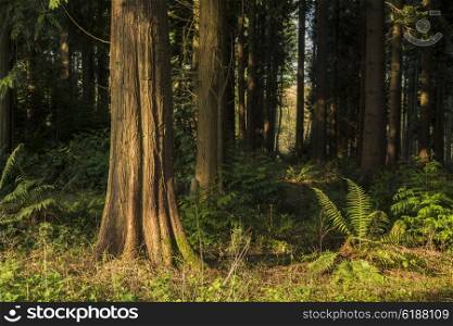 Beautiful early morning forest landscape in Spring with sunlight glow and contrast of light and dark
