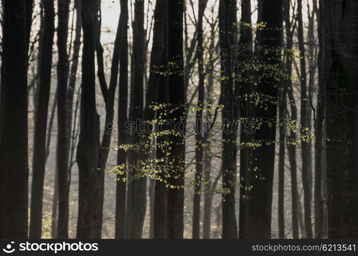 Beautiful early morning forest landscape in Spring with sunlight glow and contrast of light and dark