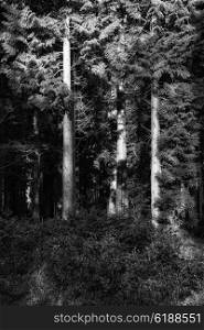 Beautiful early morning forest landscape in Spring with sunlight in black and white