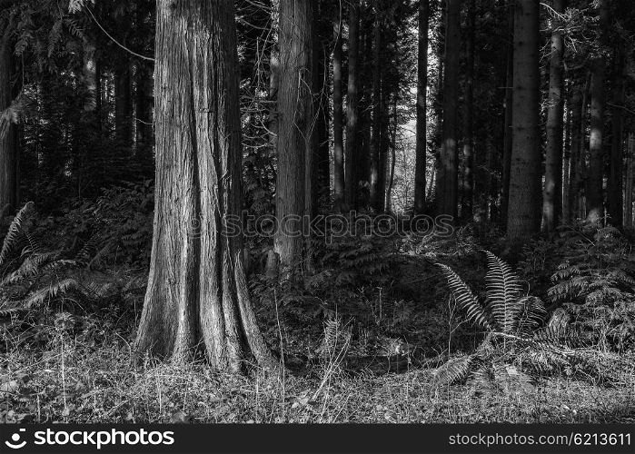 Beautiful early morning forest landscape in Spring with sunlight in black and white