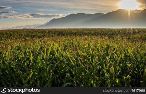 Beautiful early summer sunrise over corn field