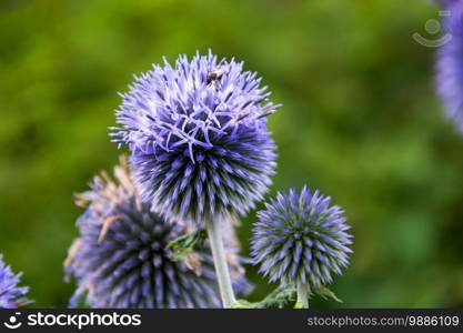 beautiful echinops ritro