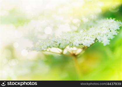 Beautiful Elder blossom, light,soft focus,close up