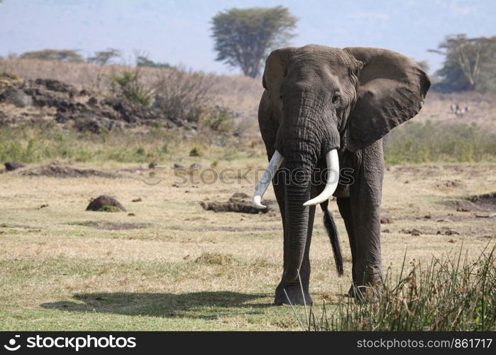 Beautiful elephant stands directly in front of the viewer in savannah