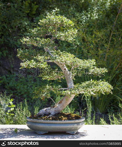 Beautiful Elm Bonsai Tree on Display Outside.