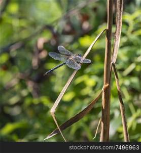 Beautiful Emperor Dragonfly Anax Imperator insect on reeds in waterbed