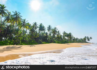 Beautiful empty beach on tropical island with coconut palm trees and clean sand at clear sunny summer day