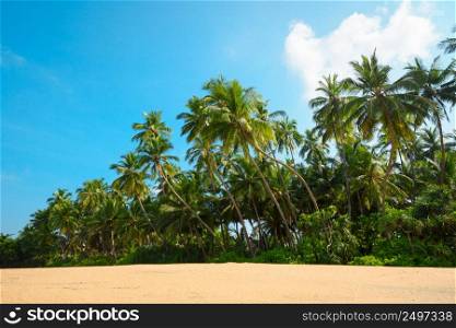 Beautiful empty beach on tropical island with coconut palm trees and clean sand at clear sunny summer day