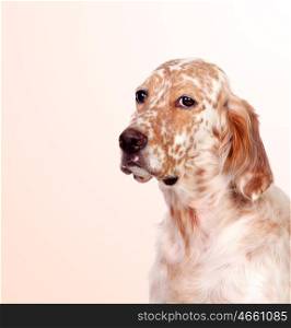 Beautiful English setter with brown spots isolated on a orange background