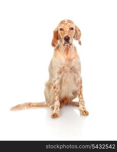 Beautiful English setter with brown spots isolated on white background