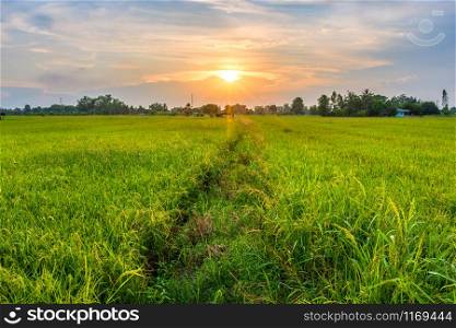 Beautiful environment landscape of green field cornfield or corn in Asia country agriculture harvest with sunset sky background.