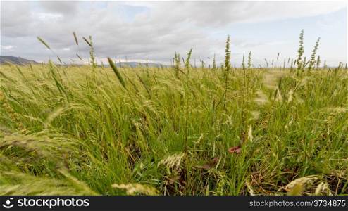 Beautiful Eragrostis tef, field native to the northern Ethiopian highlands, in a typical rural farmland of Ethiopia