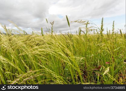 Beautiful Eragrostis tef, field native to the northern Ethiopian highlands, in a typical rural farmland of Ethiopia