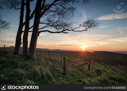 Beautiful evening landscape of trees during Autumn sunset