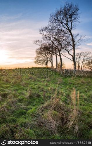 Beautiful evening landscape of trees during Autumn sunset