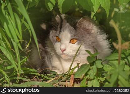 Beautiful exotic cat sitting in a flower field. Fluffy gray and white cat sitting among the bushes. Curious dreaming cat lying in the garden.. Lying cat in flowers. Beauty cat in nature and bright sunlight. Cheerful cat in summer landscape.