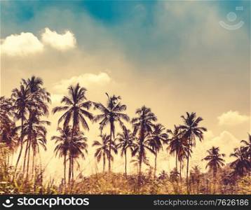 Beautiful exotic landscape, many palm trees over cloudy sky background, farm on the tropical island, Sri Lanka