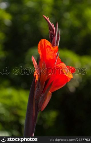 Beautiful exotic red flower in the garden.