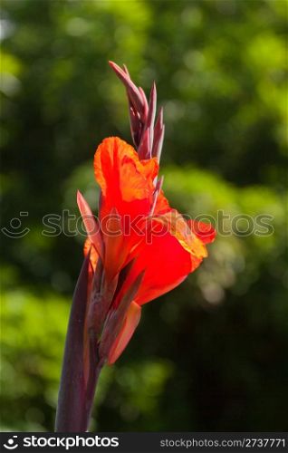 Beautiful exotic red flower in the garden.
