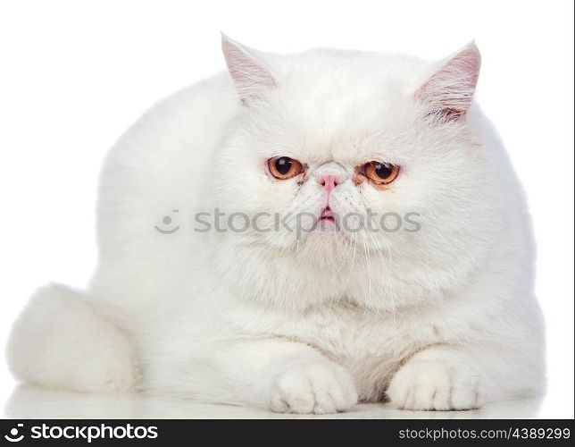 Beautiful exotic shorthair cat isolated on white background