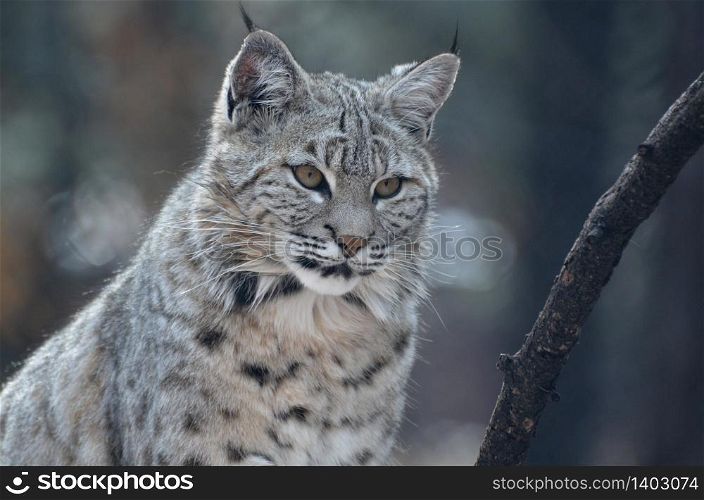 Beautiful face of a bobcat in the wild up close and personal.