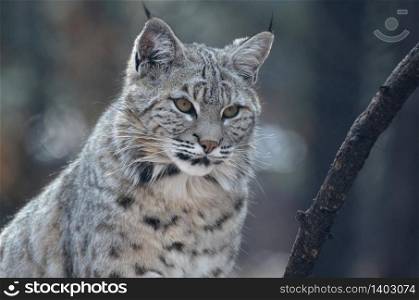 Beautiful face of a bobcat in the wild up close and personal.