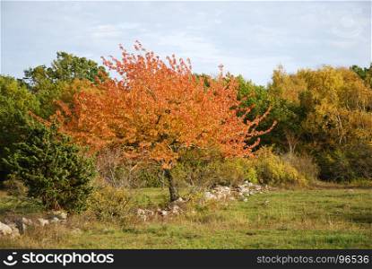 Beautiful fall colored landscape with a sparkling golden and reddish tree
