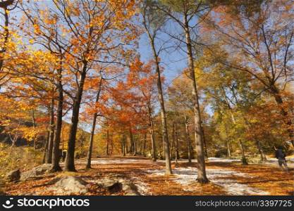 Beautiful Fall scenery in New York, USA.
