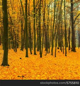 Beautiful fallen park in the forest with yellow and red trees
